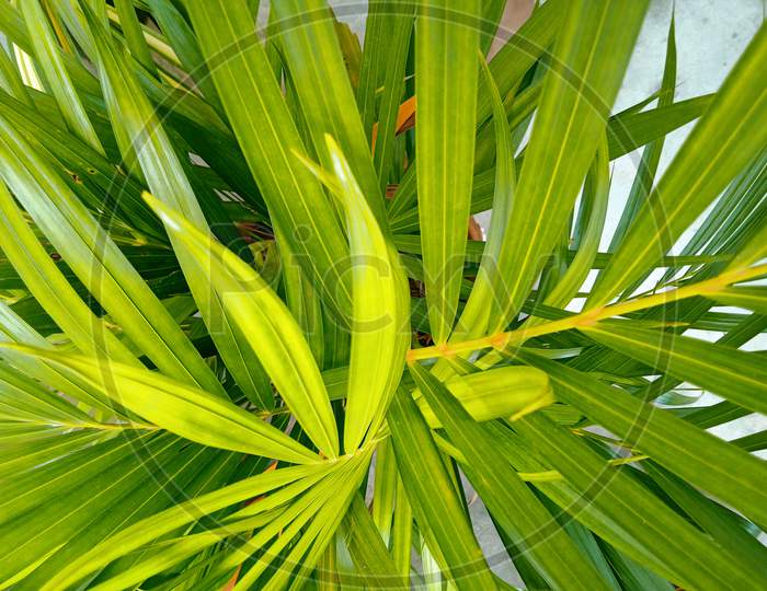 Areca Palm trees, Indoor plants, outdoor plants, Areca plants, Gardening,
