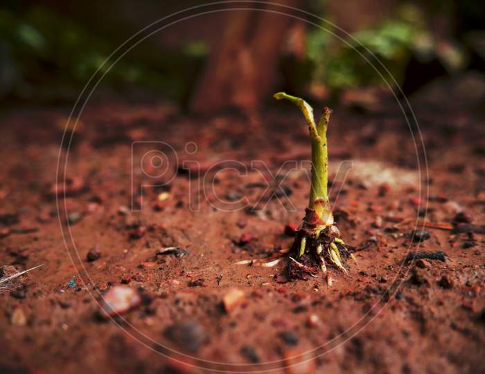 Banana Small Plant Growing On Soil Field, Nature Born Image Concept.