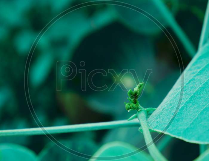 New Born Leaves Growing Image, Nature Background With Text Space, Indian Raining Season Plant Presentation.