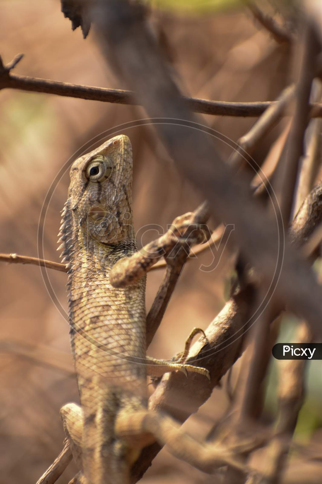 image-of-the-indian-chameleon-is-a-species-of-chameleon-found-in-sri