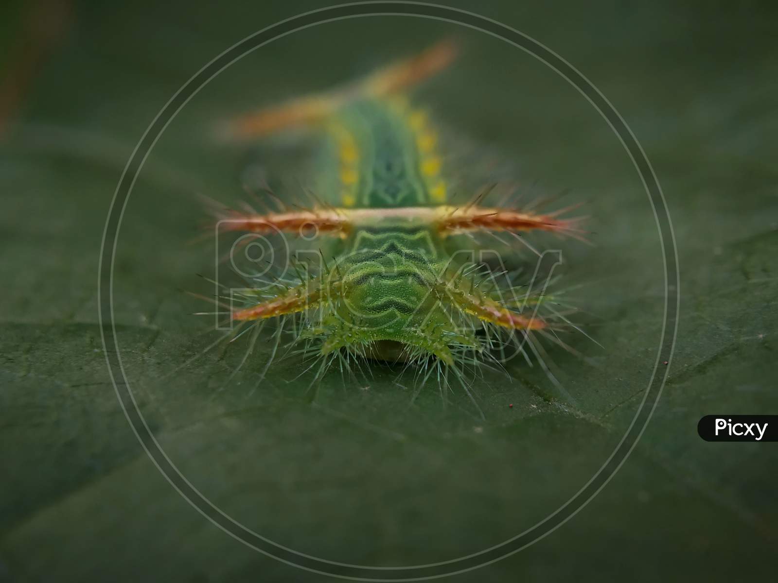Beautiful green slug moth caterpillar⁣
