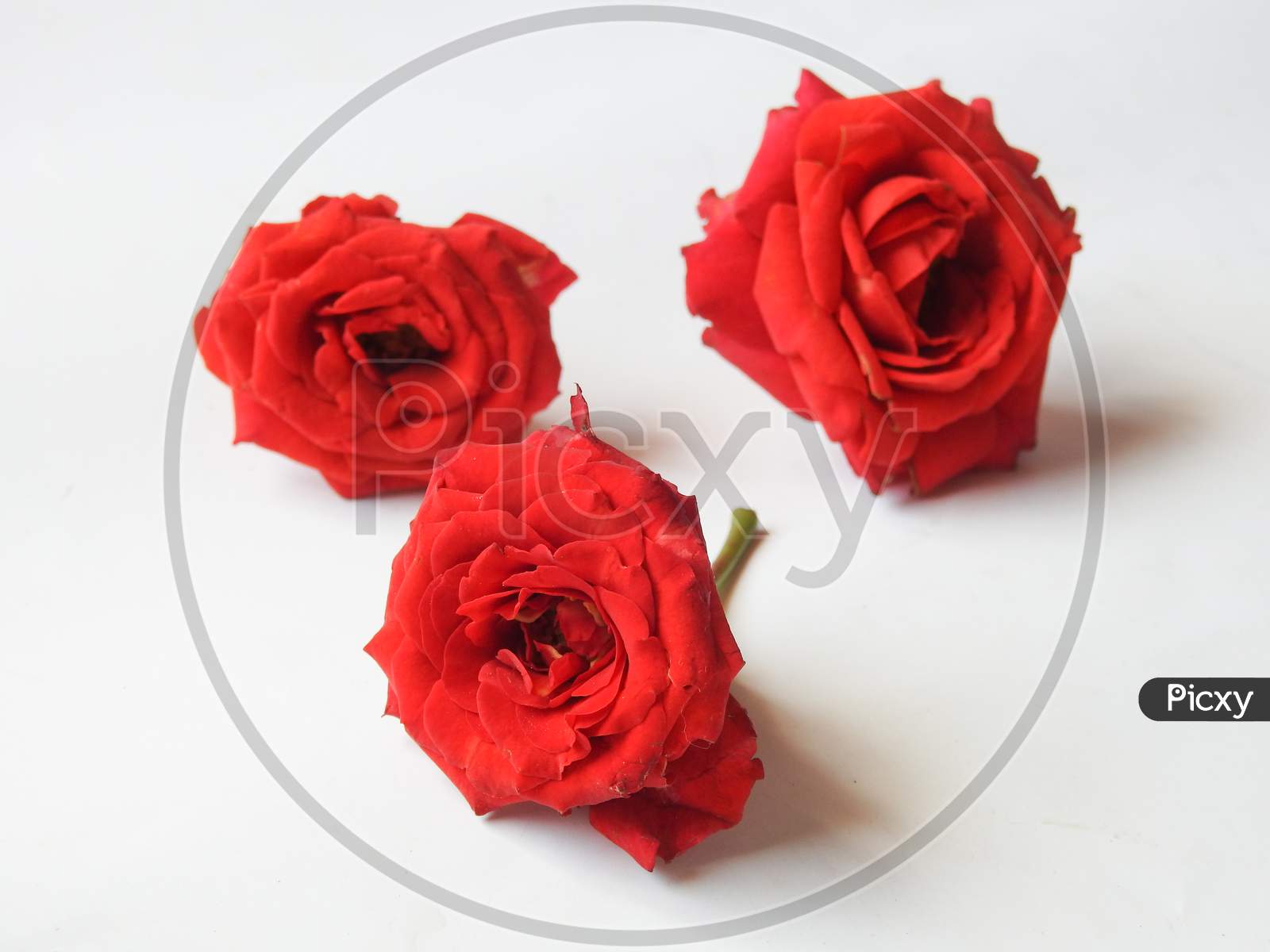 Image of Beautiful cute and small red color Hybrid tea rose