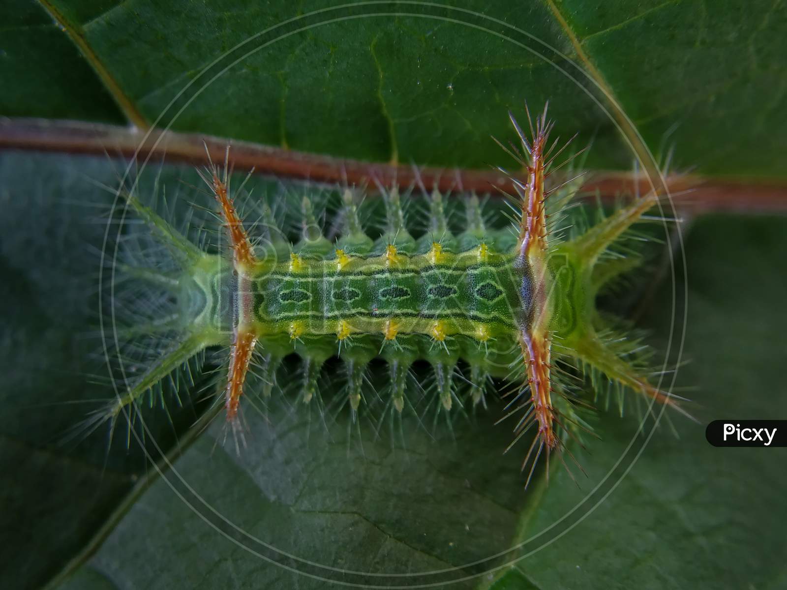 Beautiful green slug moth caterpillar⁣