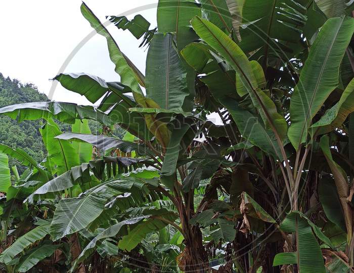 Image of banana tree