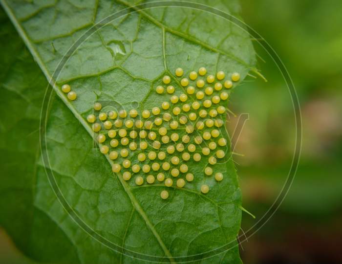 Close up of eggs of tawny coster butterfly