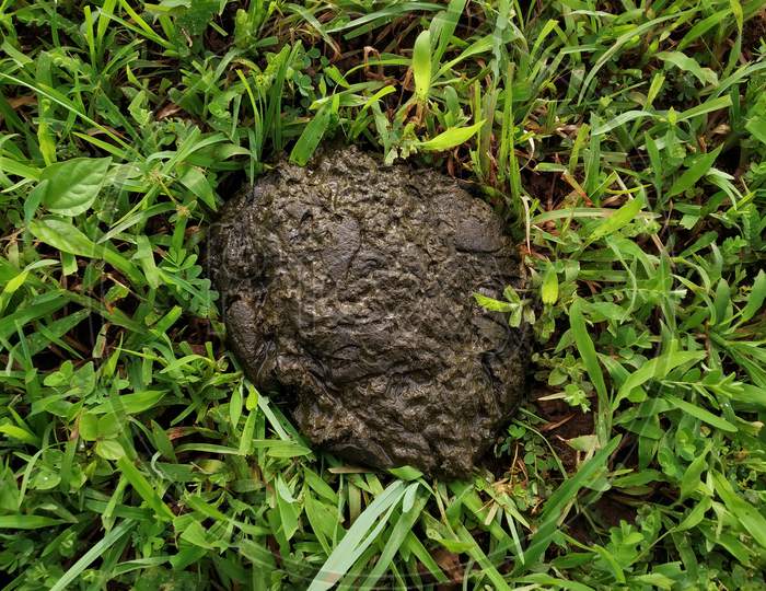 Cow dung on green grass
