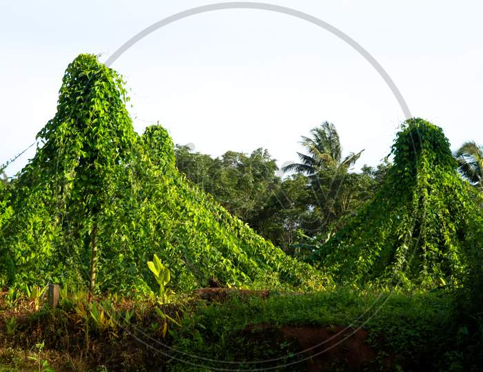Cultivation Of Dioscorea Alata Known As Purple Yam Or Greater Yam