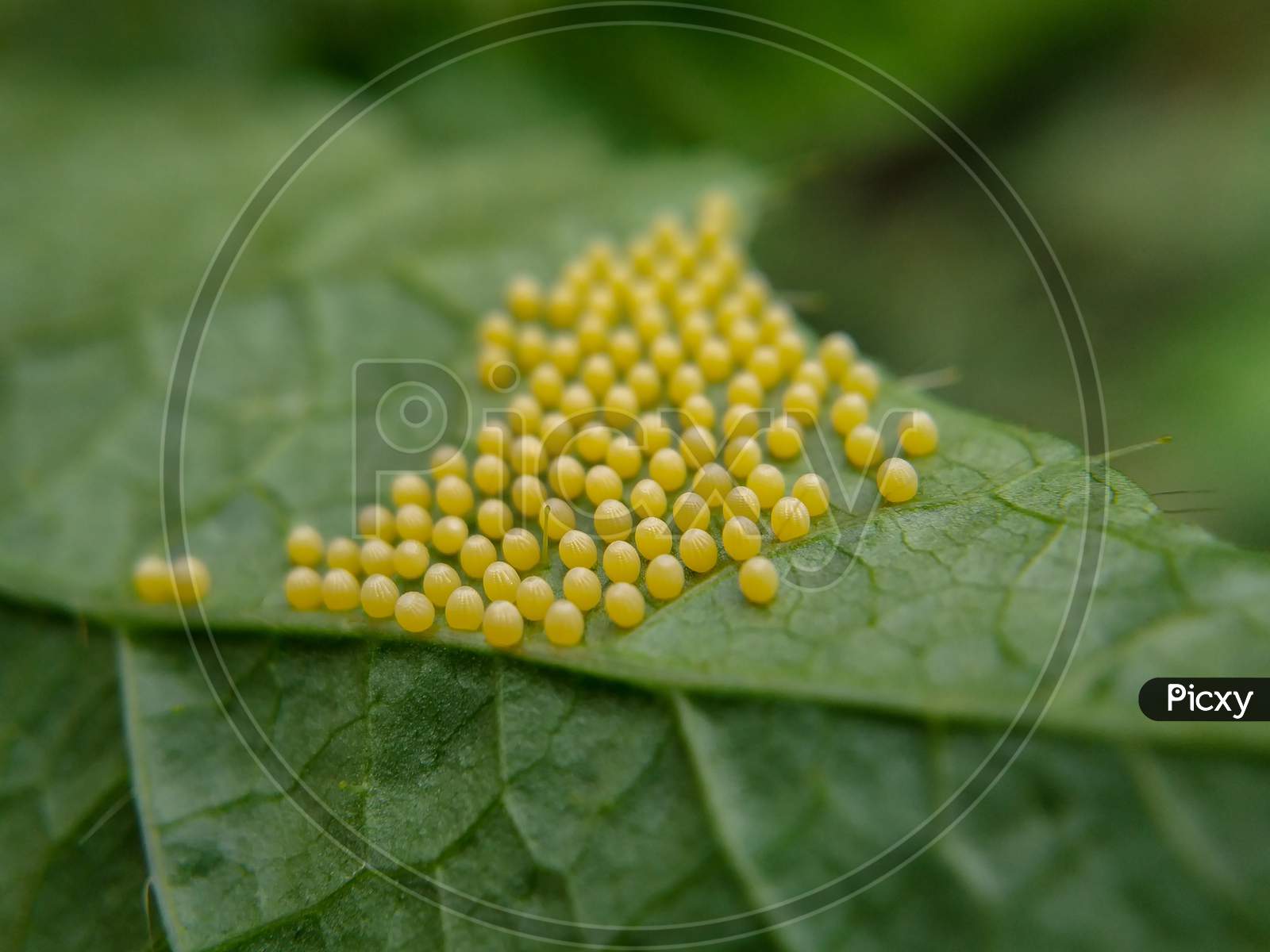 Close up of eggs of tawny coster butterfly