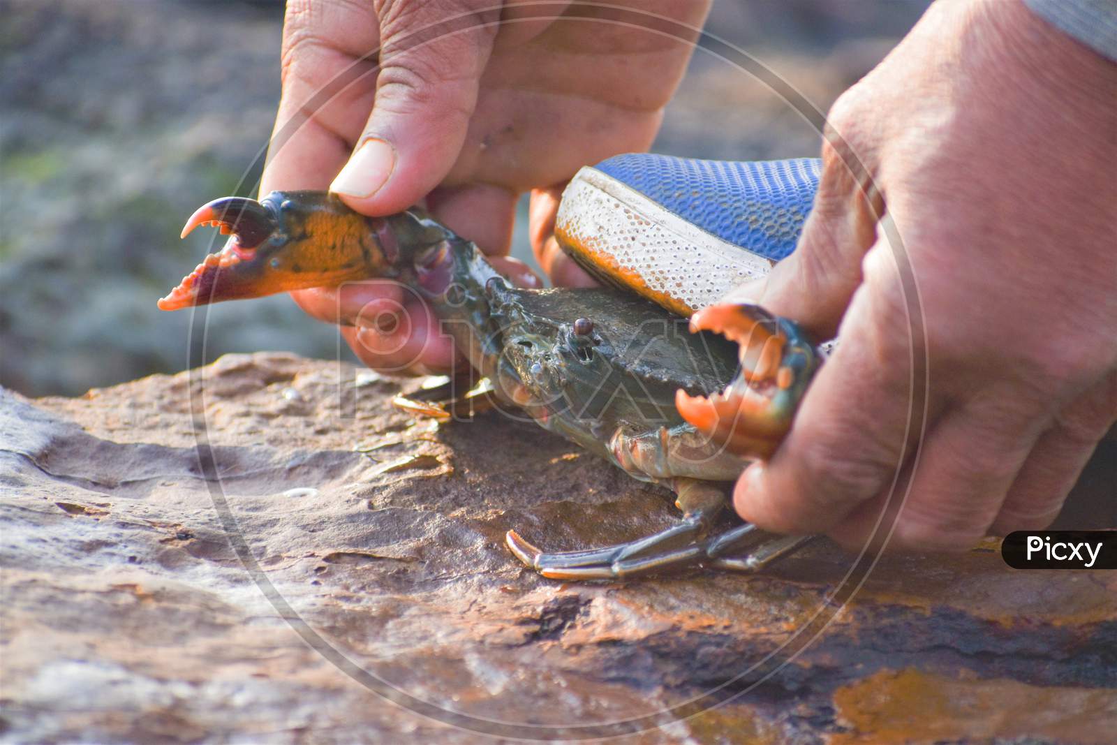 Stamping Crab With Foot And Catching Its Dactyl Claw With His Hands On Ground