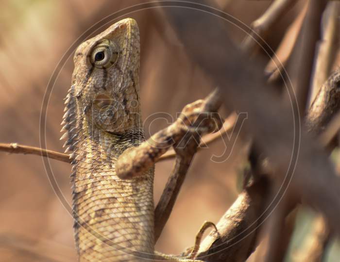 The Indian Chameleon Is A Species Of Chameleon Found In Sri Lanka, India, And Other Parts Of South Asia. Like Other Chameleons, This Species Has A Long Tongue, Feet That Are Shaped Into Bifid Claspers, A Prehensile Tail, Independent Eye Movement, And The Ability To Change Skin Colour.