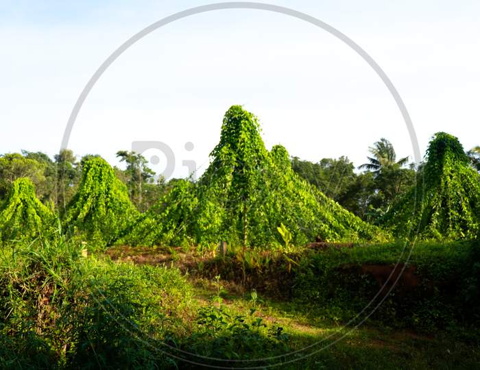 Cultivation Of Dioscorea Alata Known As Purple Yam Or Greater Yam