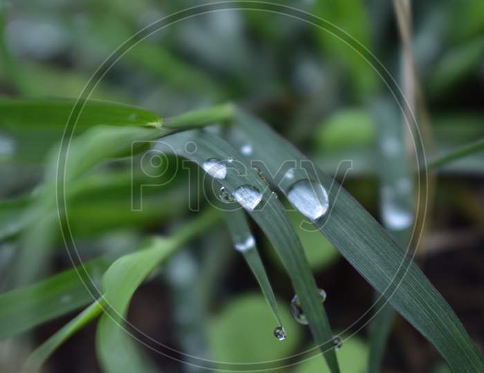 Water on green leaf