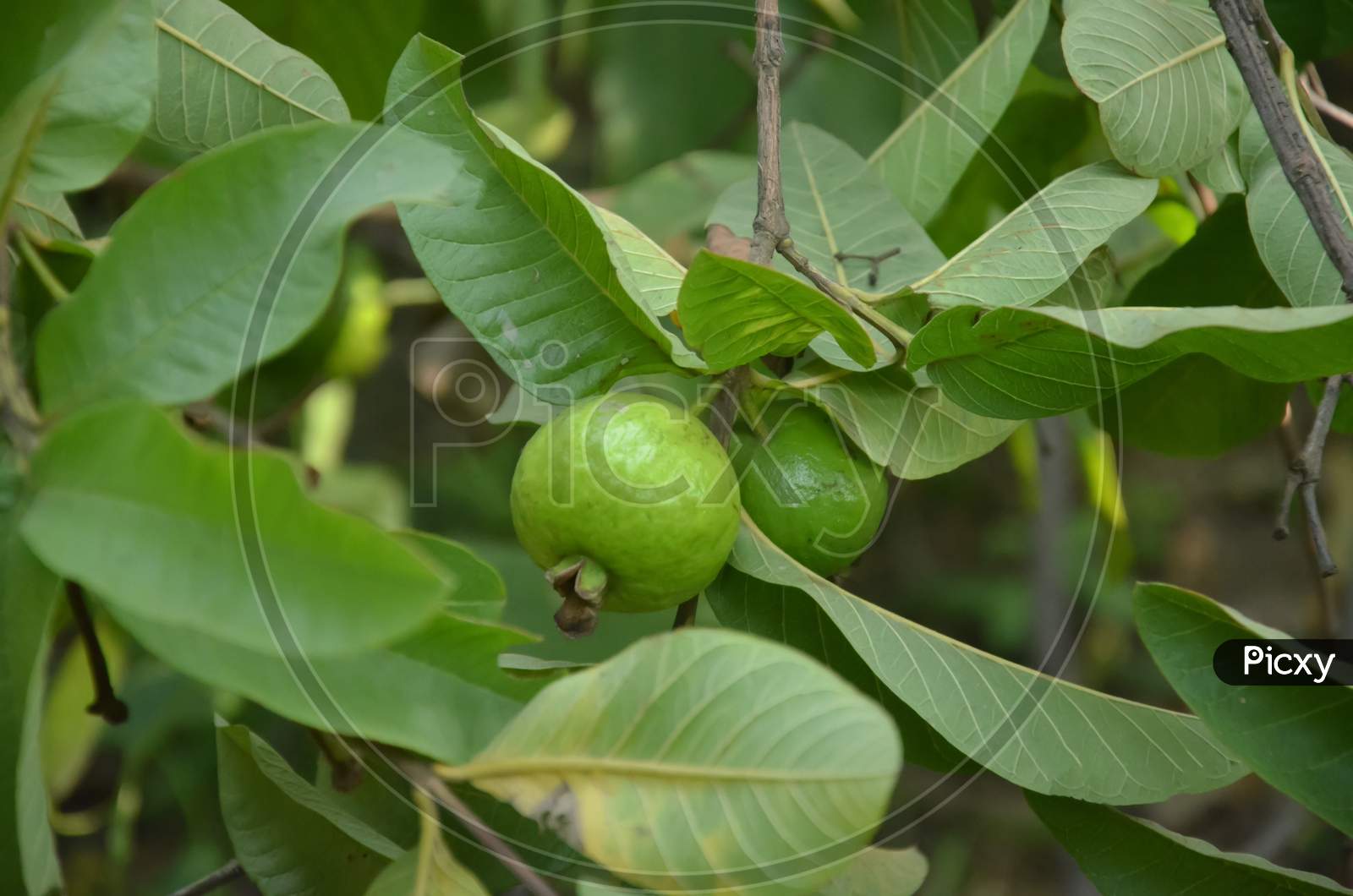 GUAVA TREE WITH FRUITS AND LEAVES.