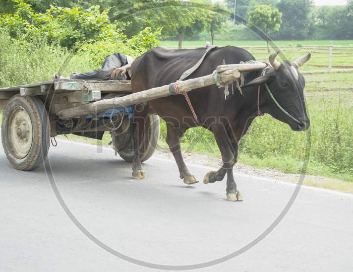 BULLOCK CART ON THE ROAD IN THE MORNING SUNSHINE.