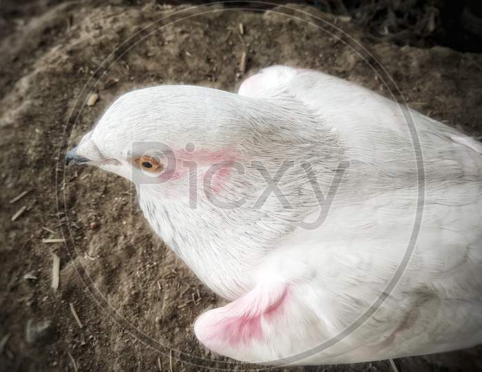Top view of white domestic pigeon bird