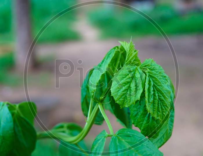Savory Greenish Plants Of Guar Or Cyamopsis Tetragonoloba. Gavar Is A Cluster Bean, Mostly Uses In Guar Gum Or Pharmaceuticals Industry.