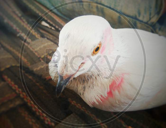 Close up of a Indian white pigeon with selective focus, blur