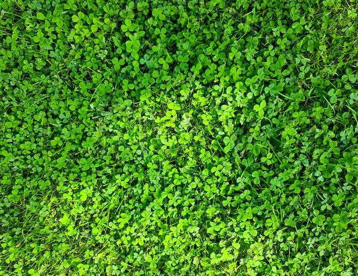 Surface Texture Of A Green Field With Lots Of Clover.