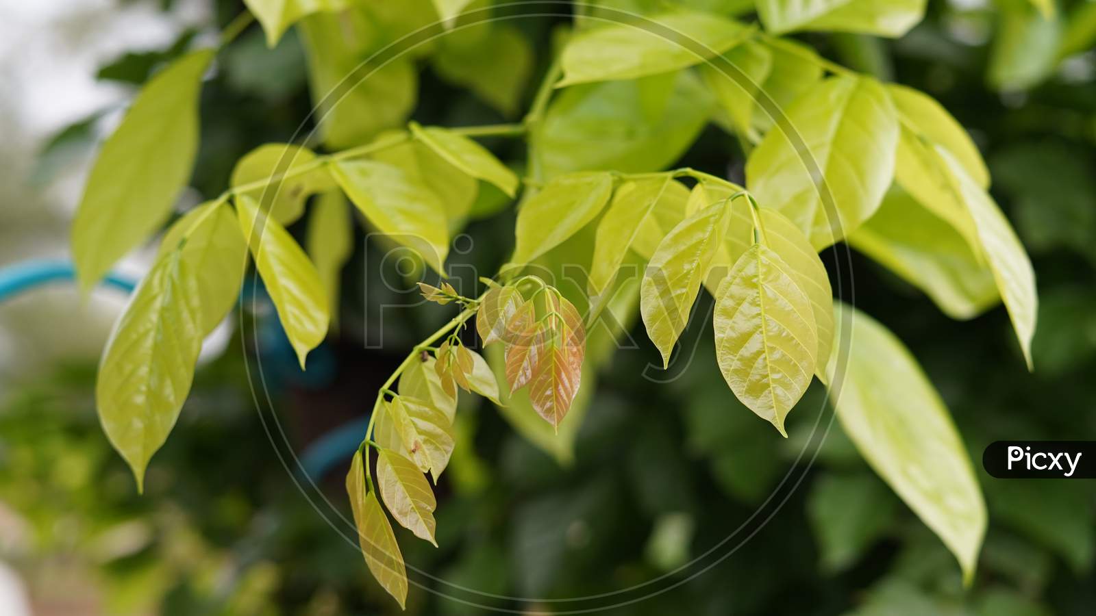 Image of Beautiful Shiny Leaves Of Pongamia Pinnata Tree Or Honge Mara