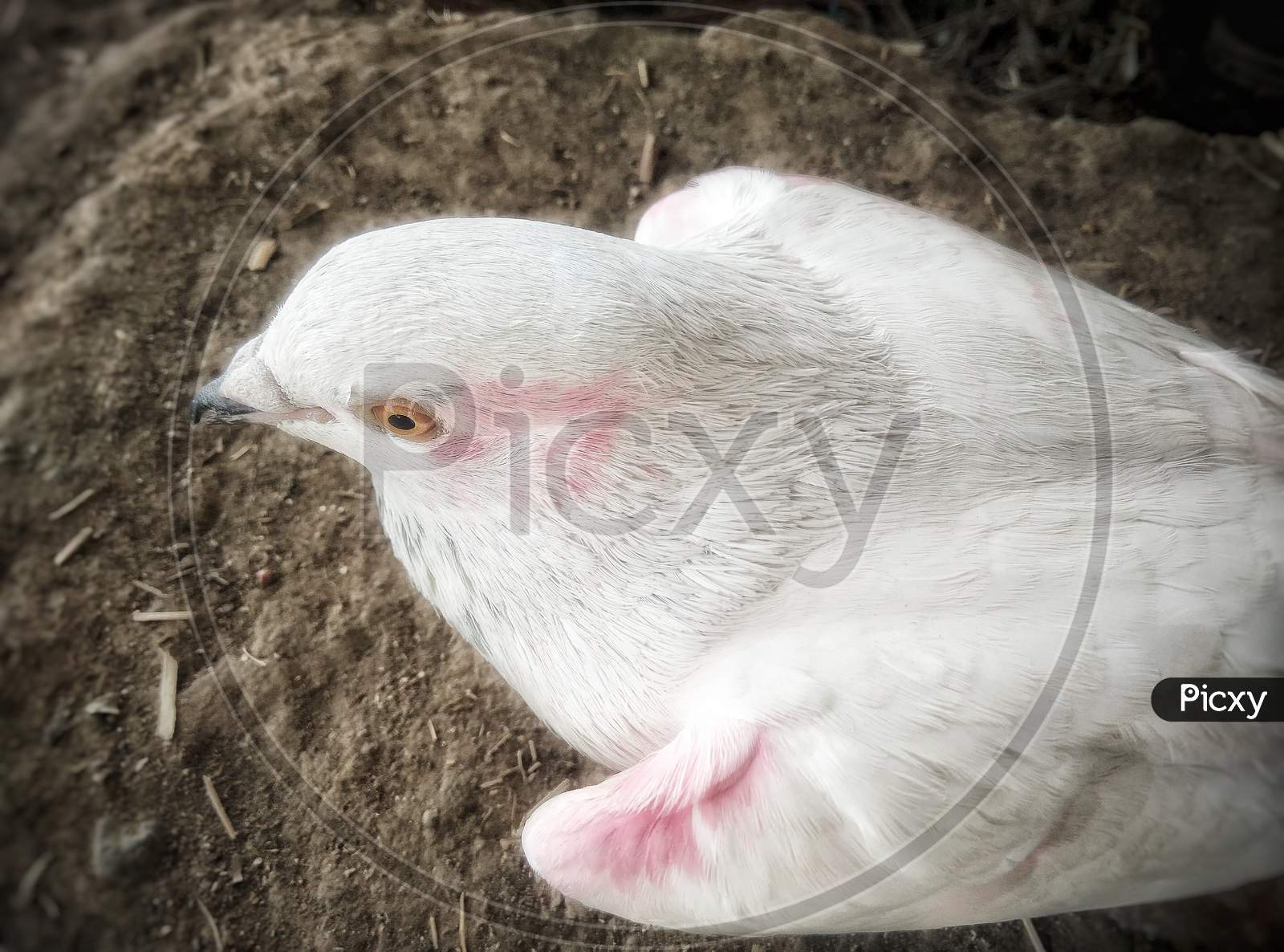 Top view of white domestic pigeon bird