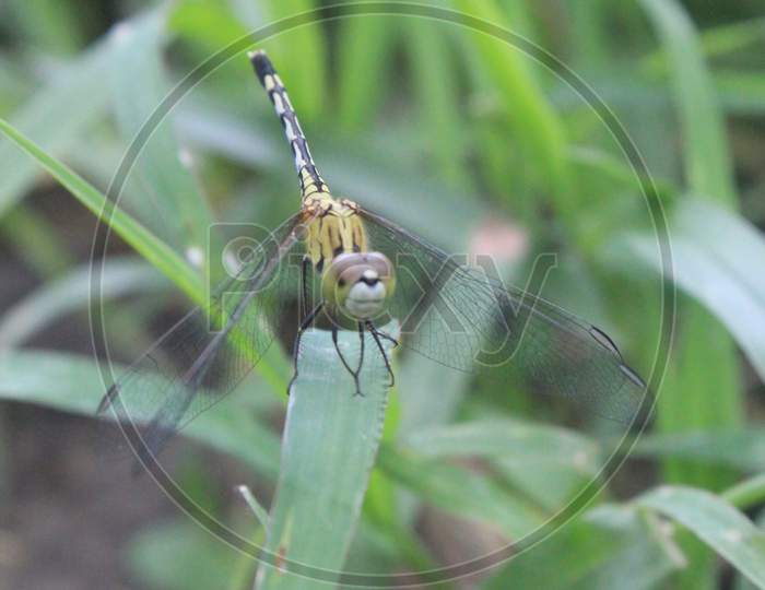 dragonfly  foring