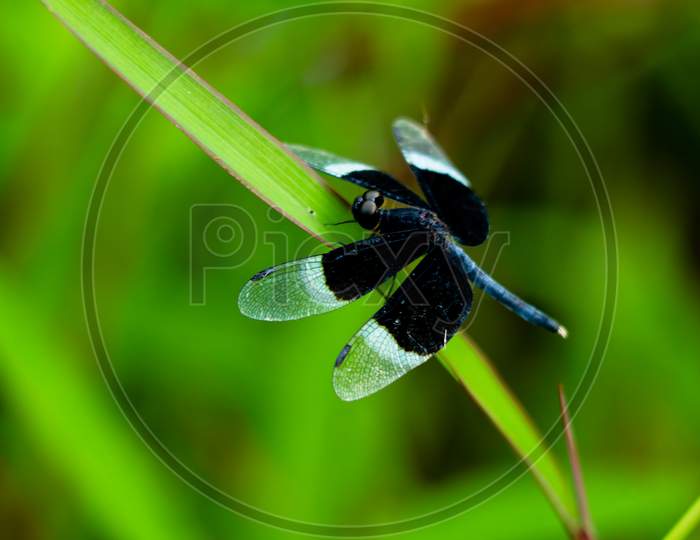 Black And White Odonta Or Dragon Fly From Western Ghats