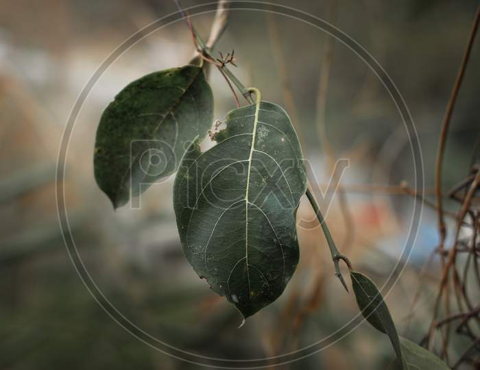 Two leaves with faded blurred background