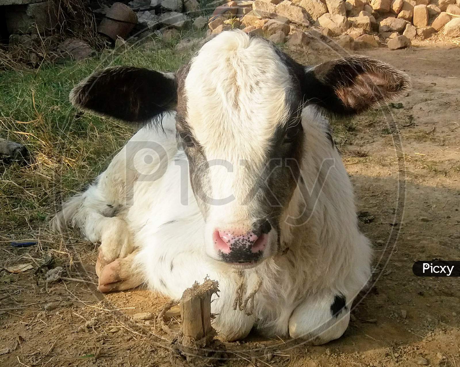 image-of-beautiful-baby-cow-oi281263-picxy