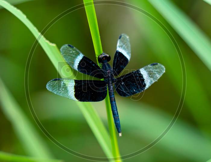 Black And White Odonta Or Dragon Fly From Western Ghats