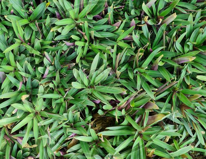 Tradescantia Or Moses-In-The-Cradle Herb In Top View. Decorative Ground Cover Texture Tile. Plants Leaves From Top View. Background Of Decorative Colorful Herb Or Plant.
