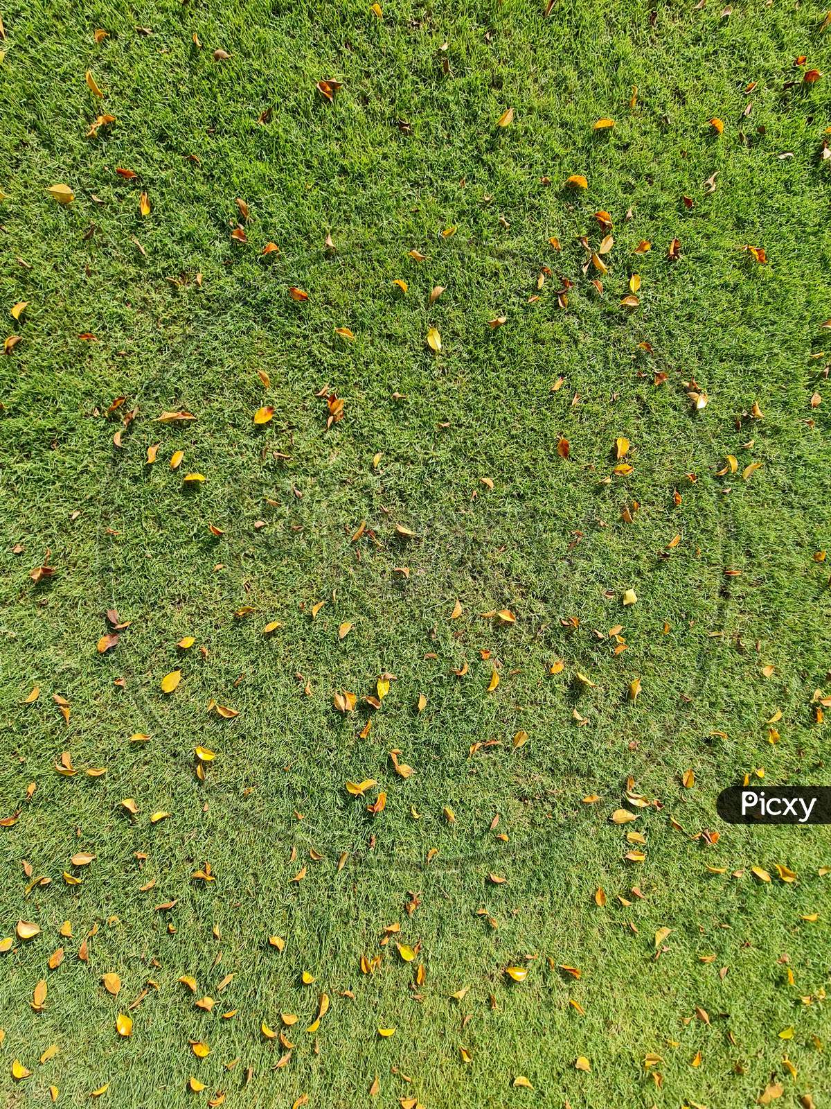 Natural Green Grass Texture With Dry Fallen Leaves. Grass Lawn From Top View.