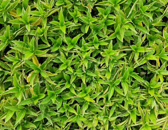 Ground Cover Seamless Texture Tile. Plants Leaves From Top View. Good For Backbround And Architectural 3D Rendering And Presentation.