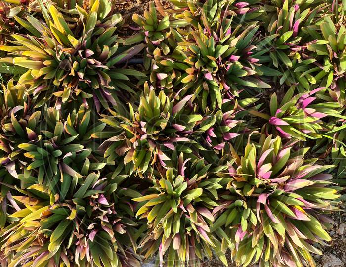 Tradescantia Or Moses-In-The-Cradle Herb In Top View. Decorative Ground Cover Texture Tile. Plants Leaves From Top View. Background Of Decorative Colorful Herb Or Plant.