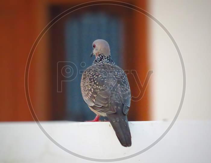 Spotted dove or Spilopelia chinensis bird sitting on wall