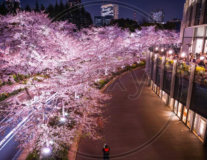 Cherry Blossoms In Tokyo Midtown (In Full Bloom)