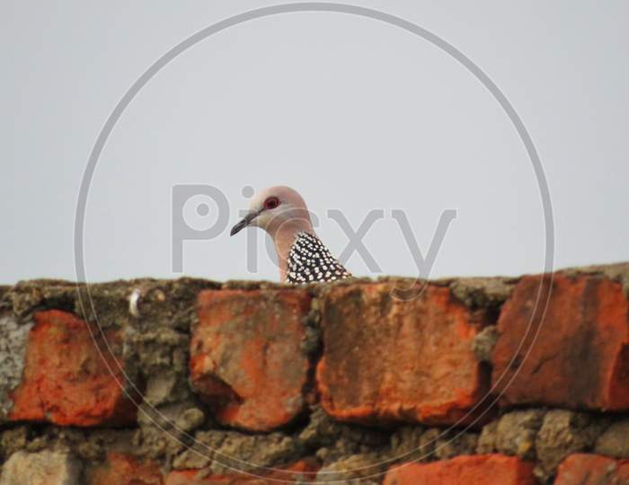 Spotted dove or Spilopelia chinensis bird sitting on wall