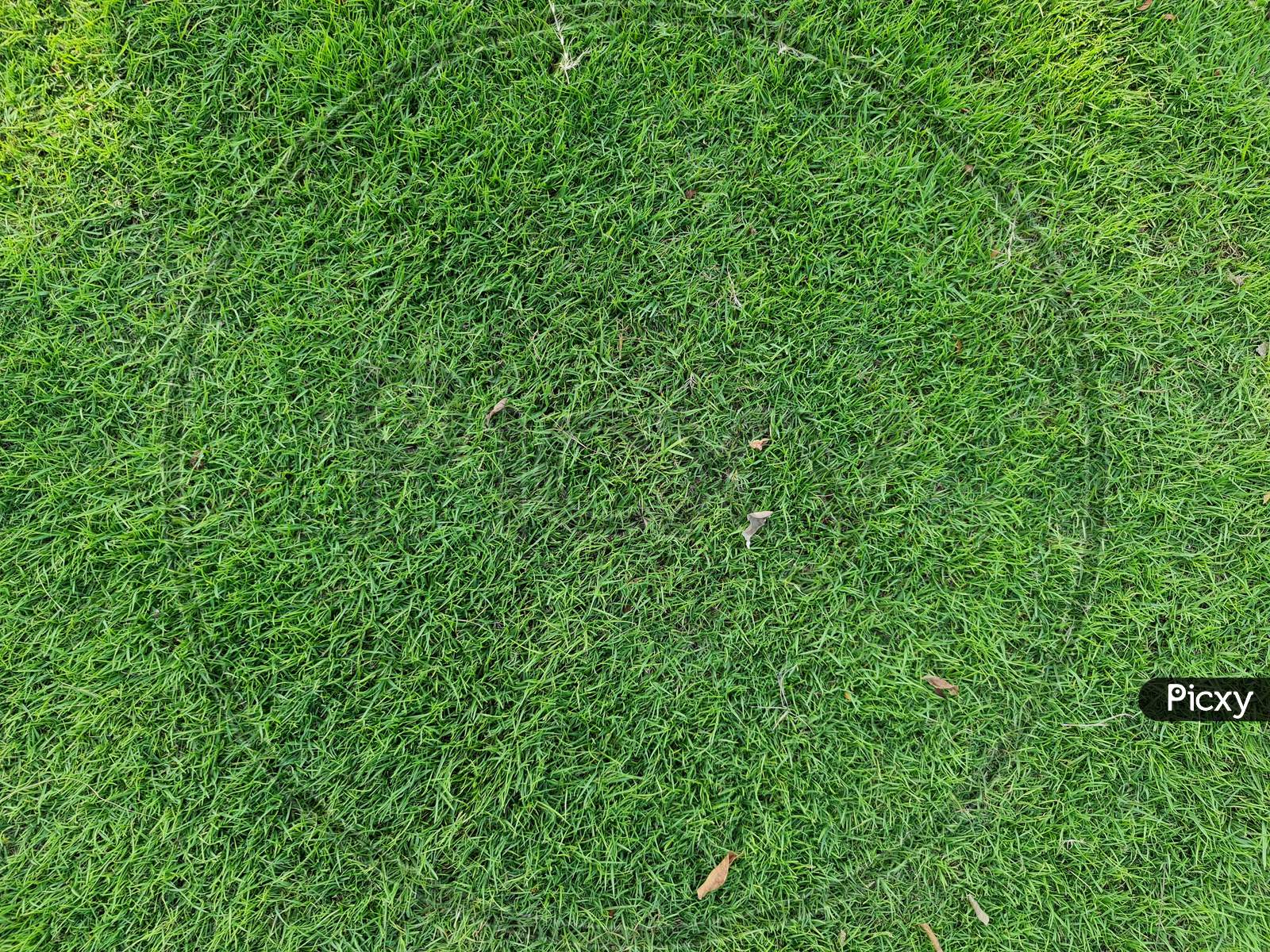 Natural Green Grass Seamless Texture Tile. Grass Lawn From Top View. Good For Background And Architectural 3D Rendering.