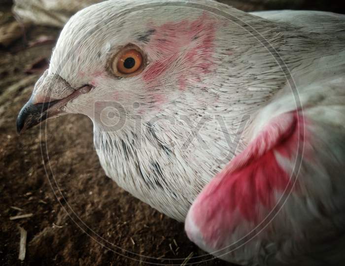White and red domestic pigeon portrait close up, selective focus