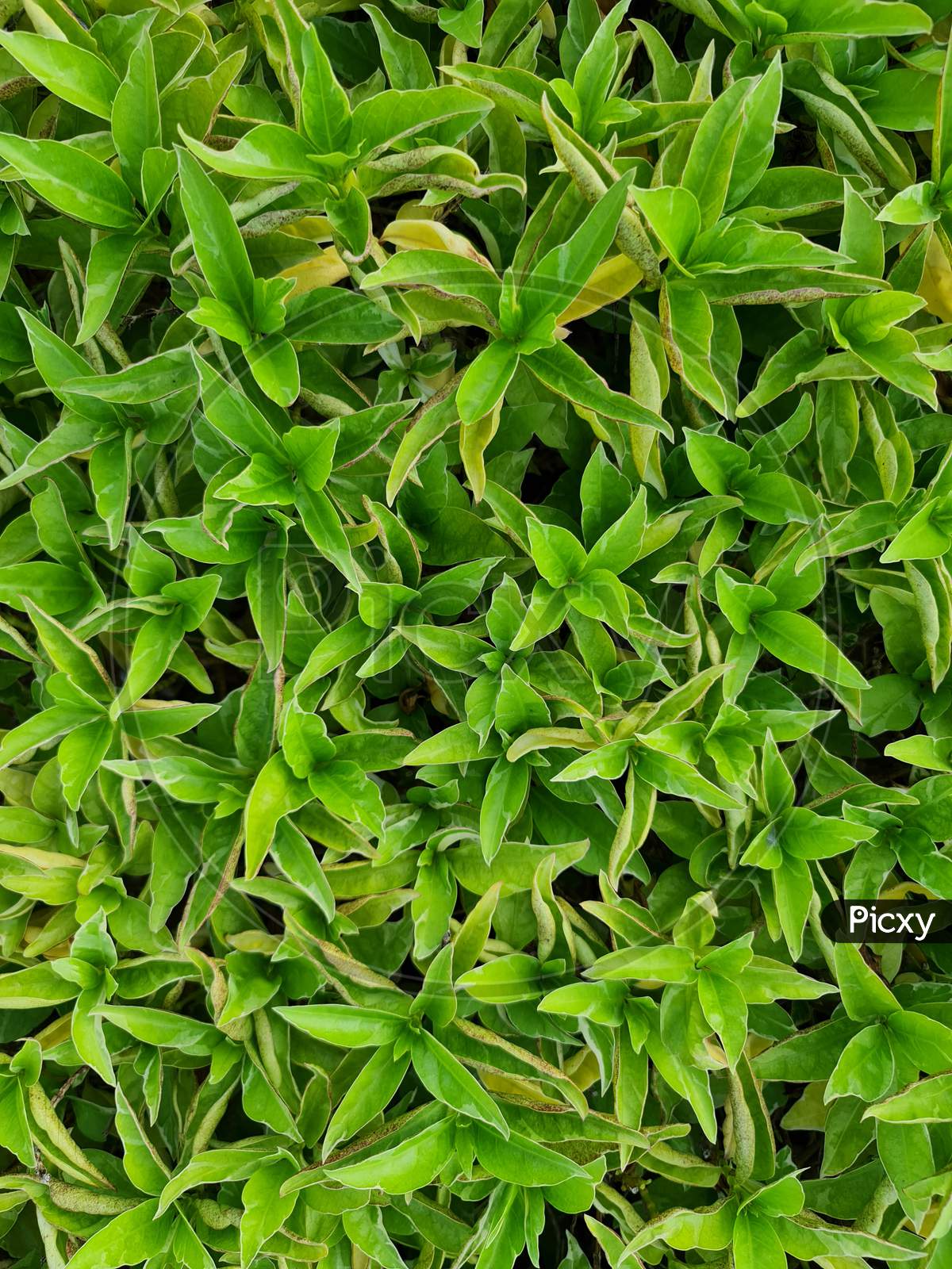 Image of Green Ground Cover. Plants Leaves From Top View. Good For