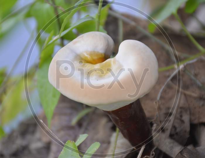 White headed Mushroom