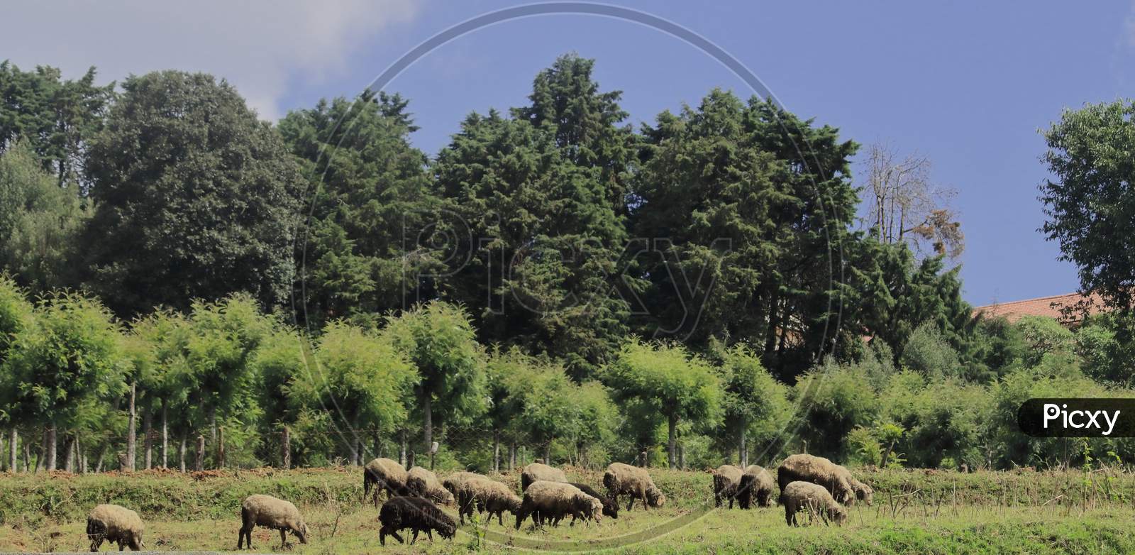 flock of sheep grazing on the foothills of nilgiri mountains at ooty hill station in tamilnadu, india