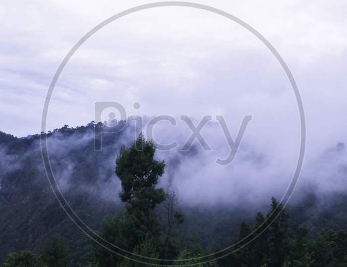 clouds covered tropical rainforest on the slope of palani hills (western ghats) during monsoon season, kodaikanal in tamilnadu in india