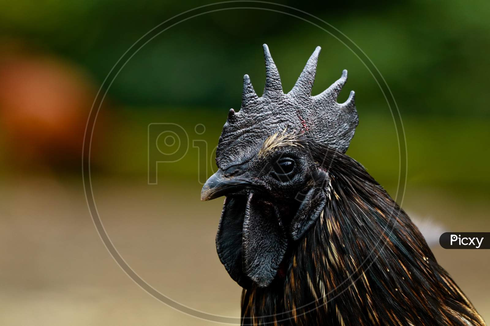 Close Up Shot Of The Head Of Black Chicken Rooster