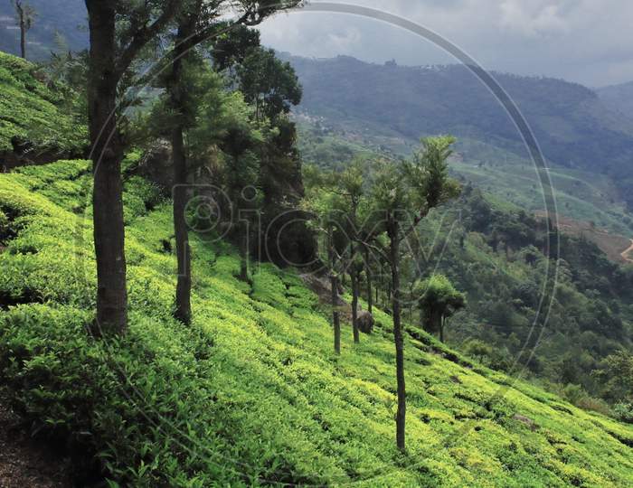 lush green coonoor tea garden on slope of nilgiri mountains at coonoor near ooty in tamilnadu, south india