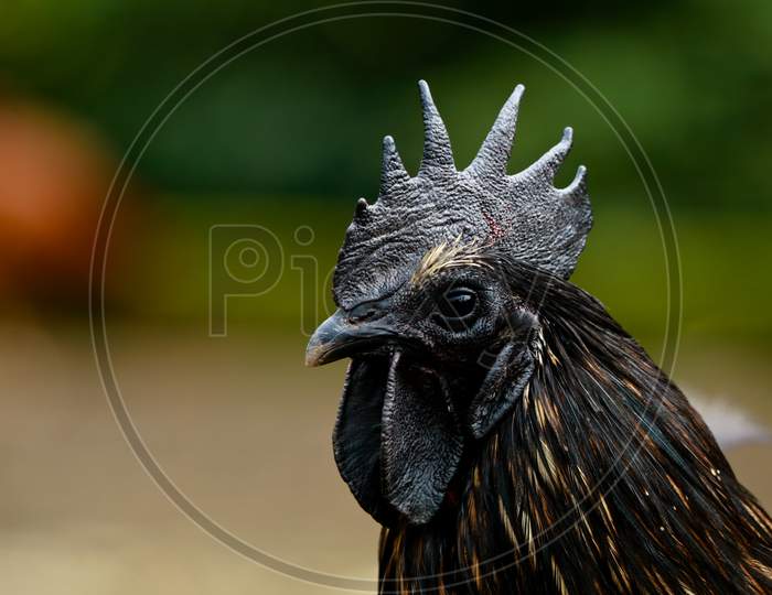 Close Up Shot Of The Head Of Black Chicken Rooster