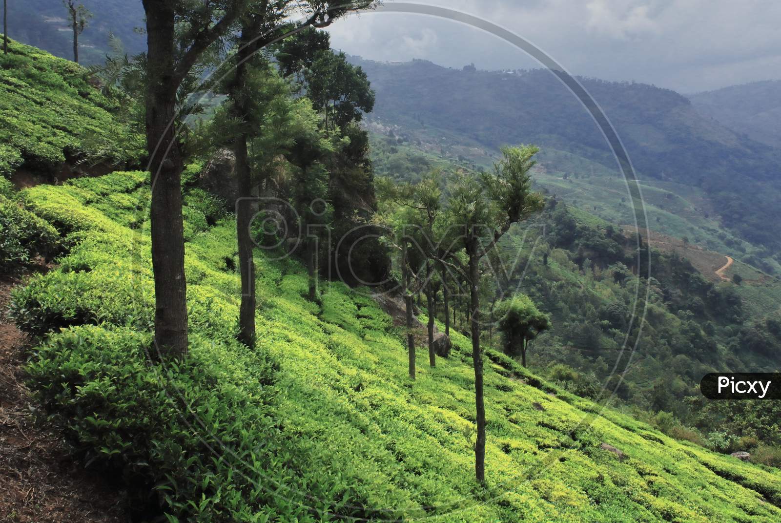 lush green coonoor tea garden on slope of nilgiri mountains at coonoor near ooty in tamilnadu, south india