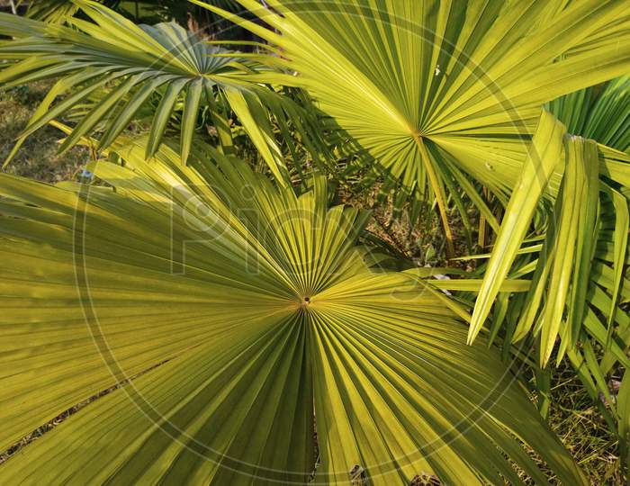 Green Palm Leaf In The Sunny Day