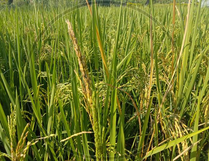 healthy paddy crop in India