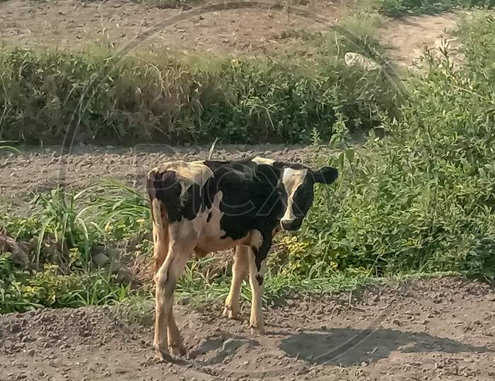 calf in the paddy field