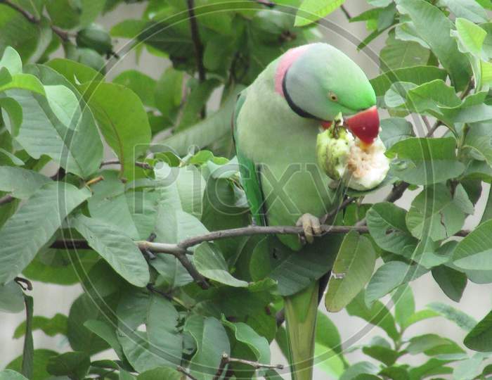 Parrot busy to eat guava